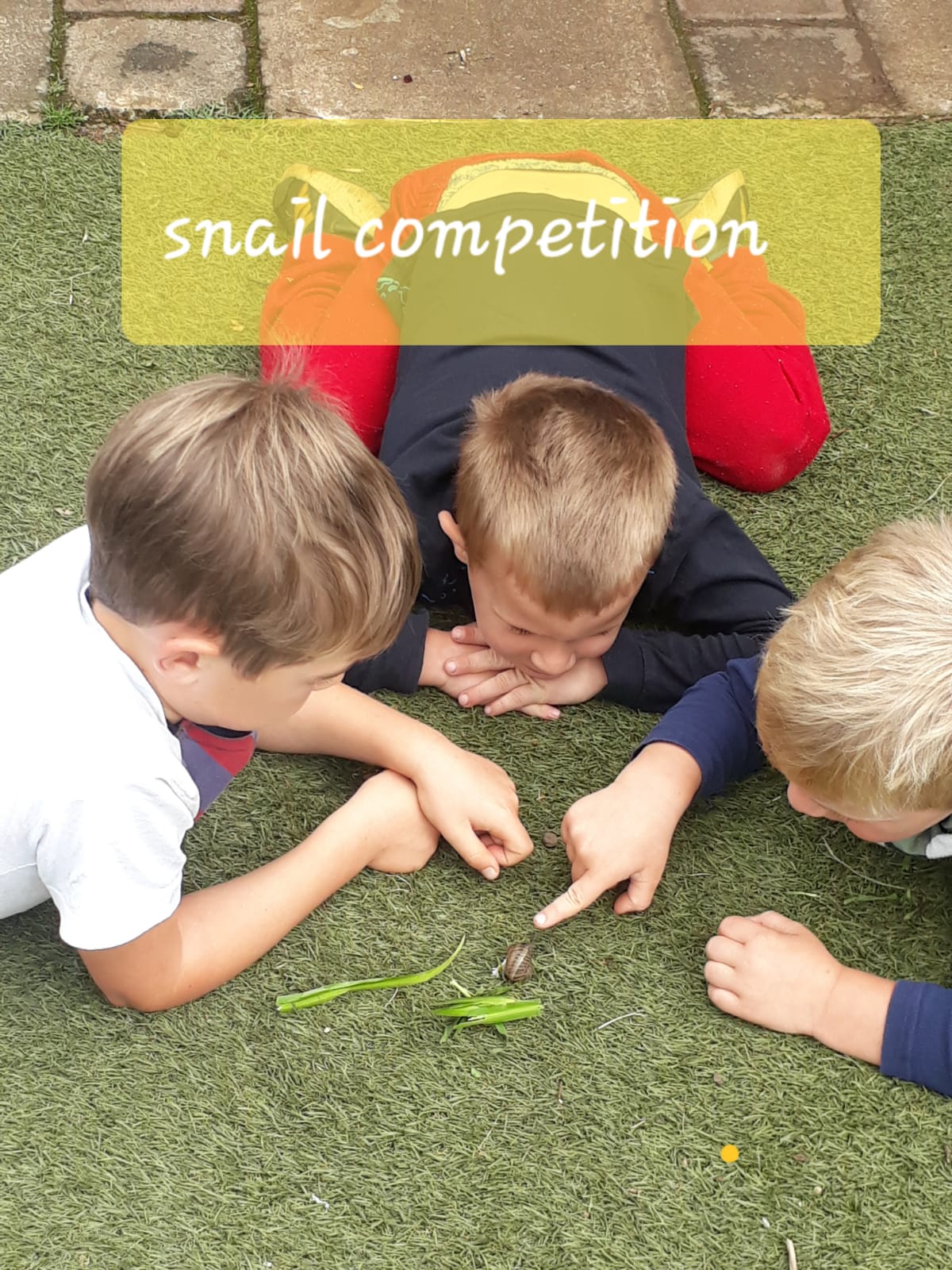 Snail Competition